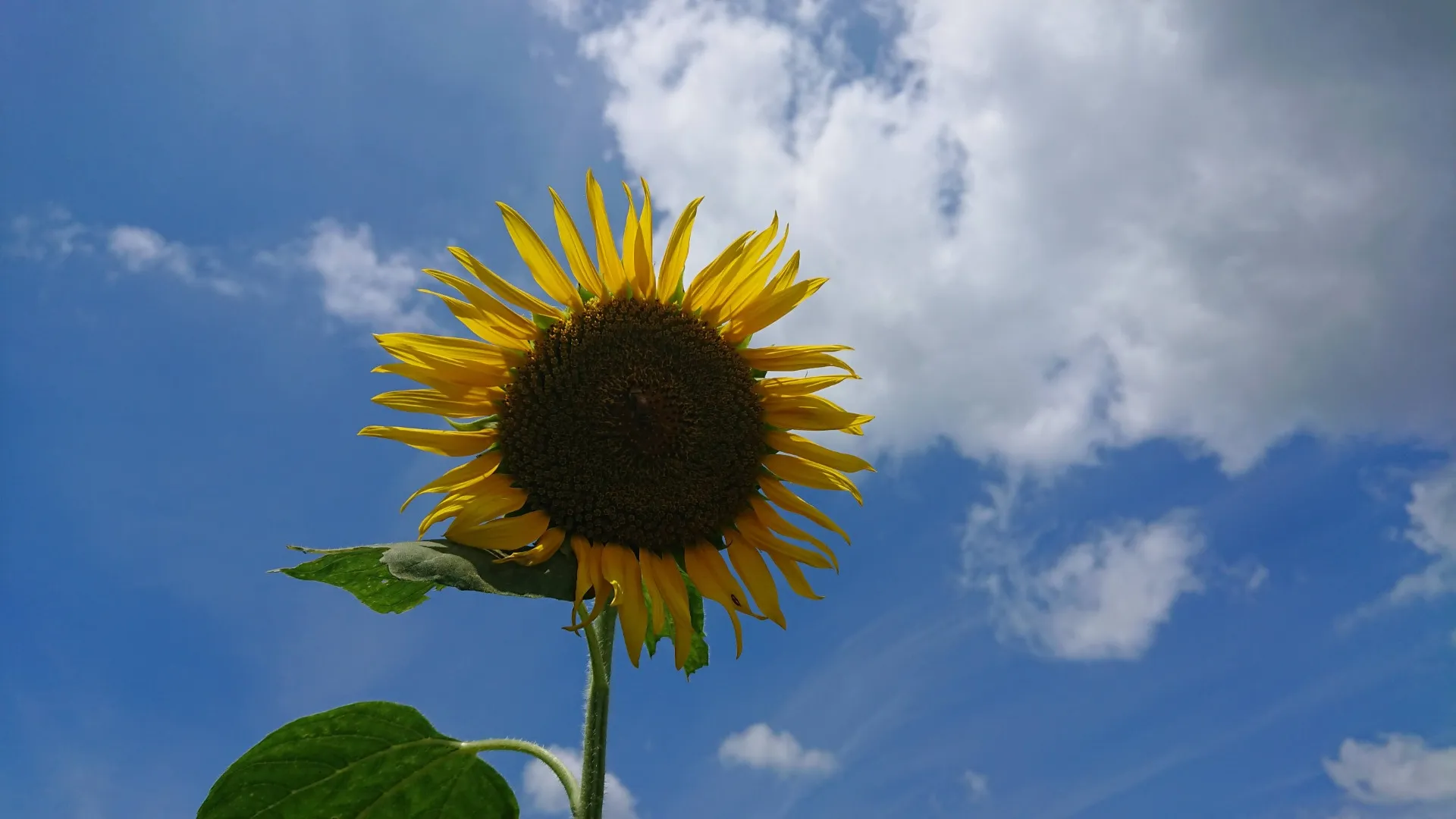 【夏季休業期間について】越谷の弁護士|五十鈴総合法律事務所